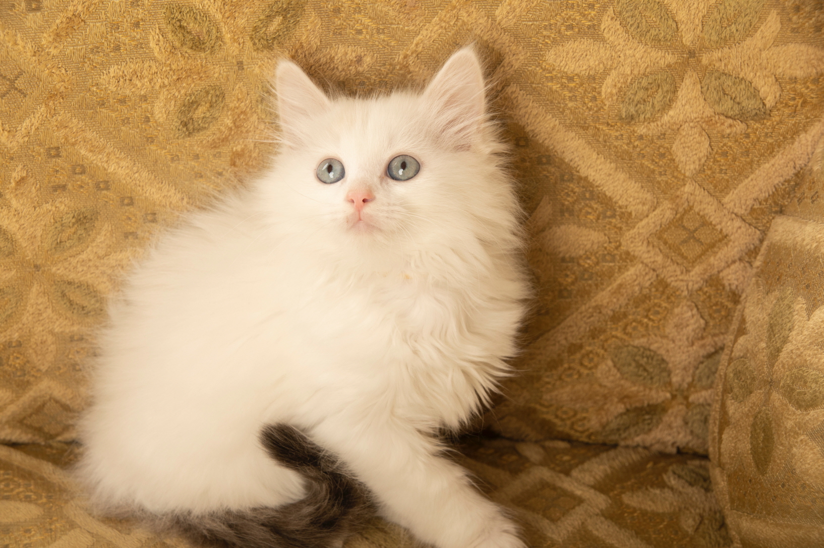 렉돌