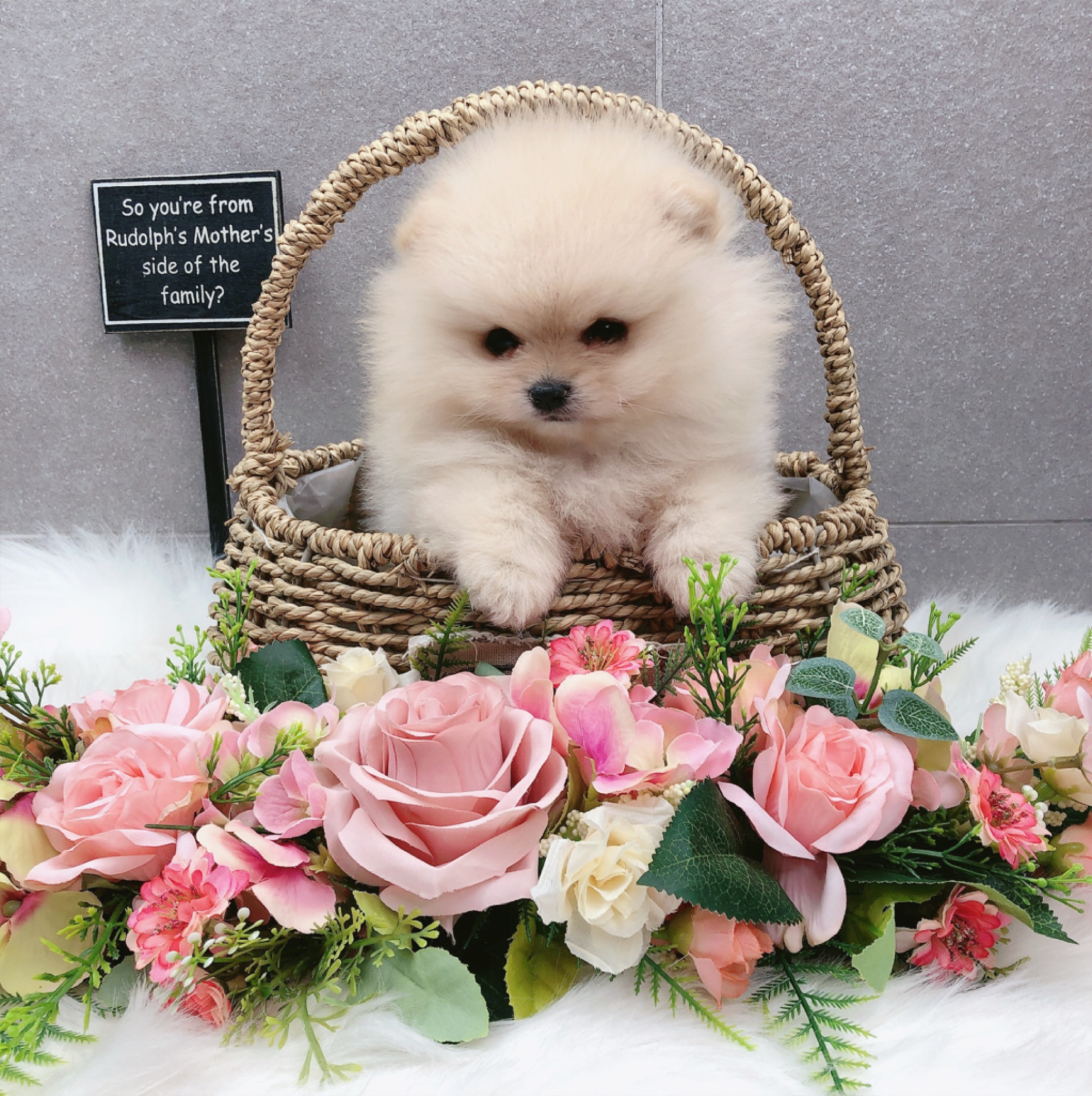 포메라니안