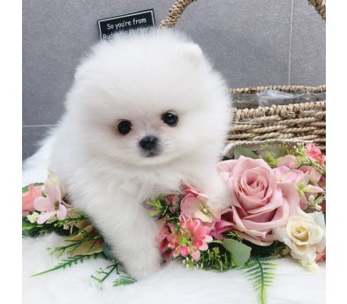 포메라니안