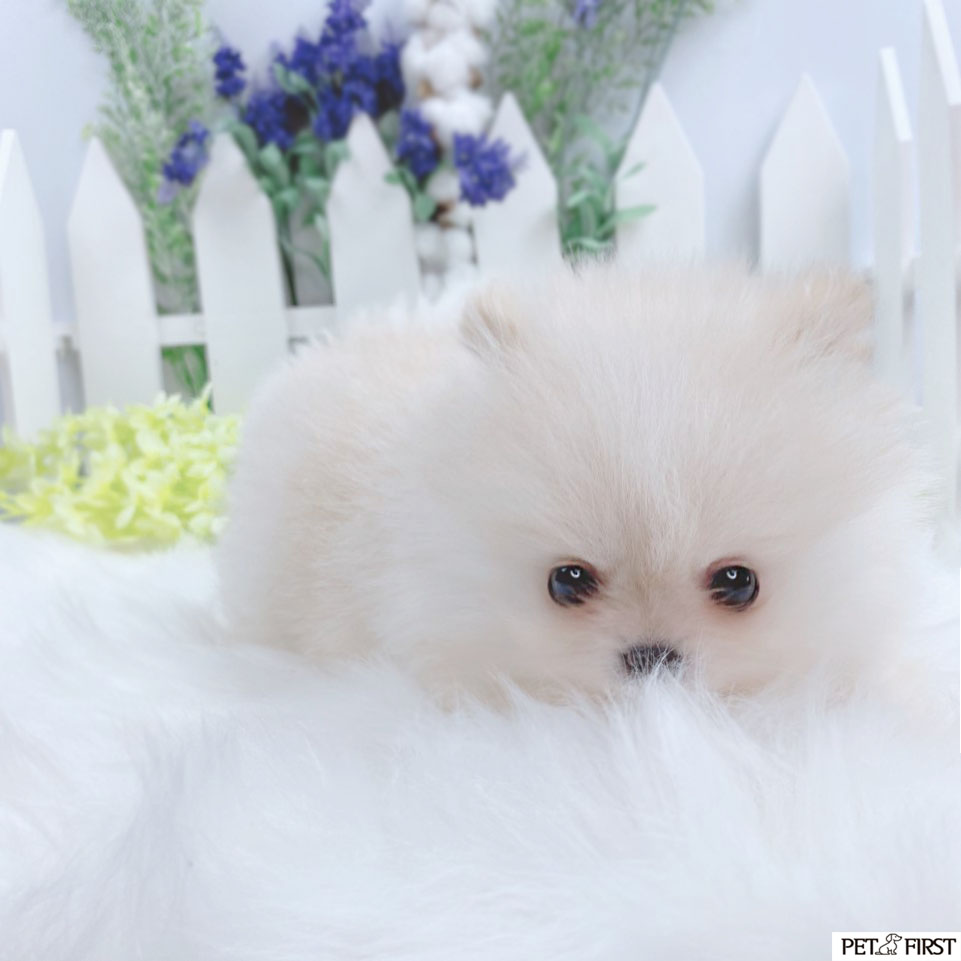 포메라니안