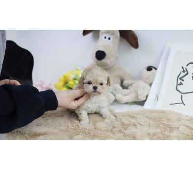 토이푸들