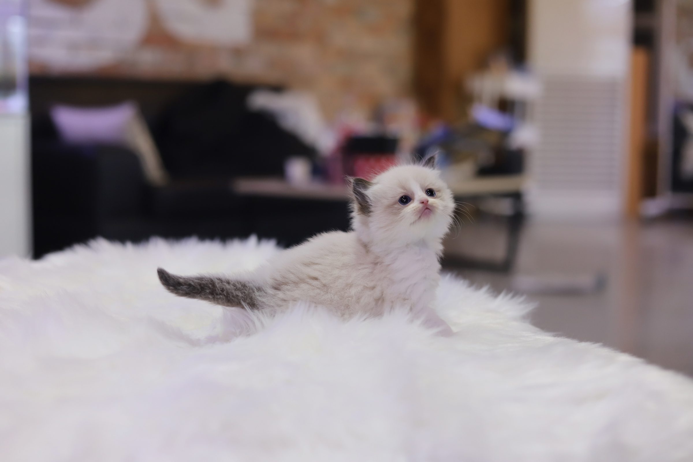 렉돌