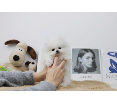 포메라니안