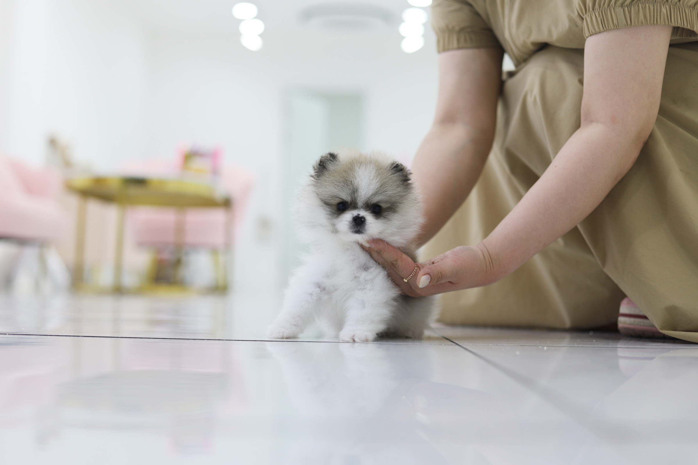 포메라니안