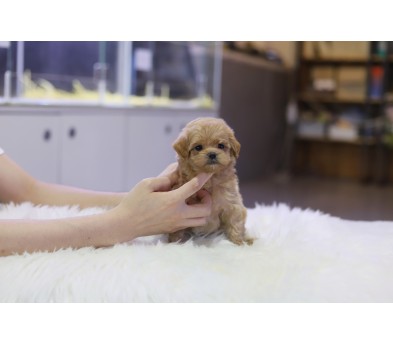 말티푸