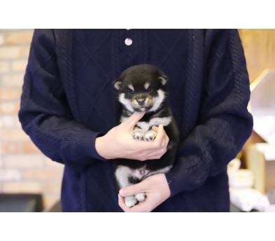시바견(분양완료)