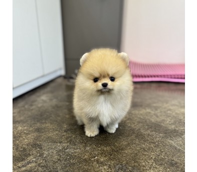 포메라니안